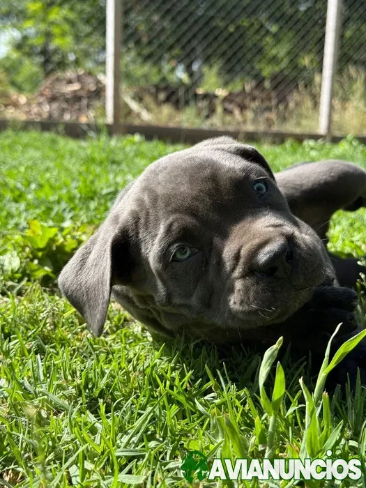 Cane corso blus de olho azul