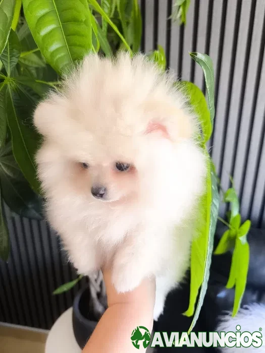 Spitz Enano. Pomerania. Mini. Listo para entrega.