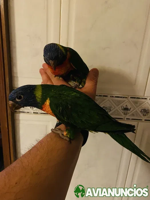 Loris Domesticado - Papagaio Arco Iris