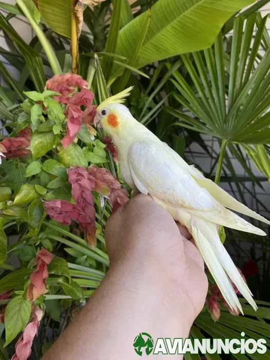 Caturra domesticada amarela com face vermelha