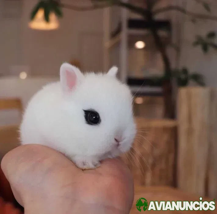 Coelhos anões, KIT Completo (Várias cores )