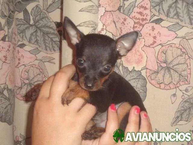 Pincher Super Miniatura