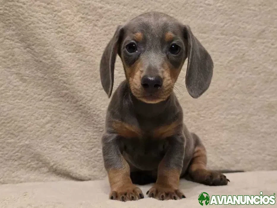 Perro salchicha azul disponible
