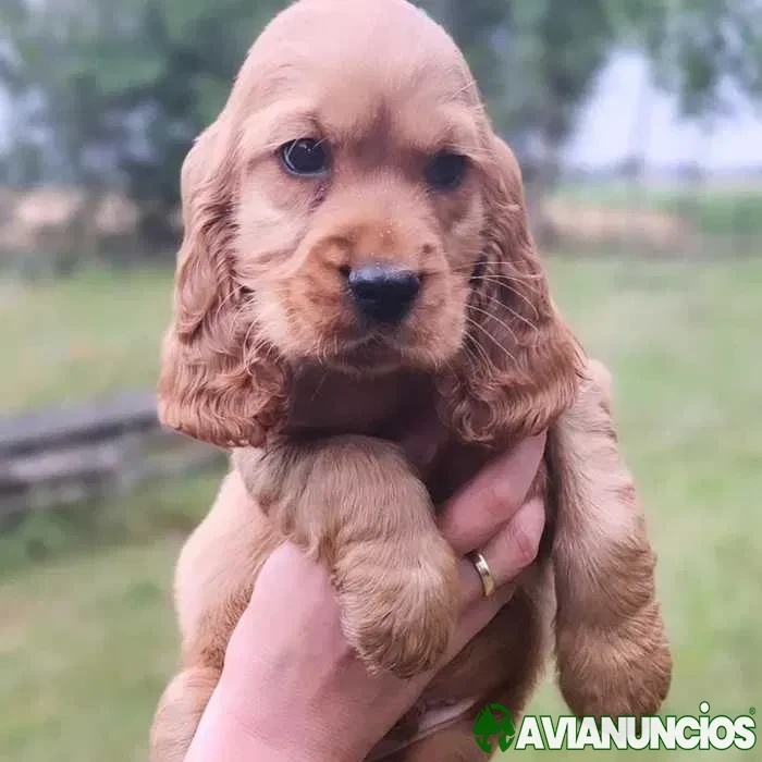 Cocker Inglês dourado
