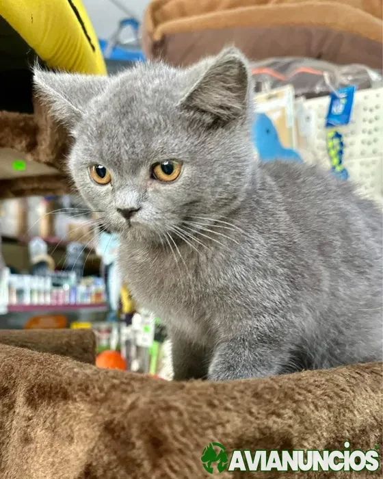 Scottish straight macho cinsa