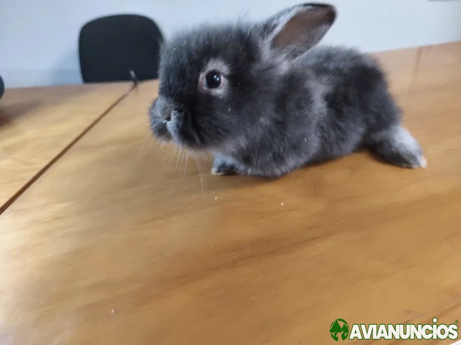 Coelhos anões lindos