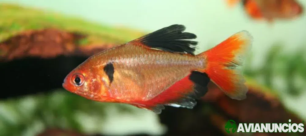 Tetra serpae ideal aquario comunitario