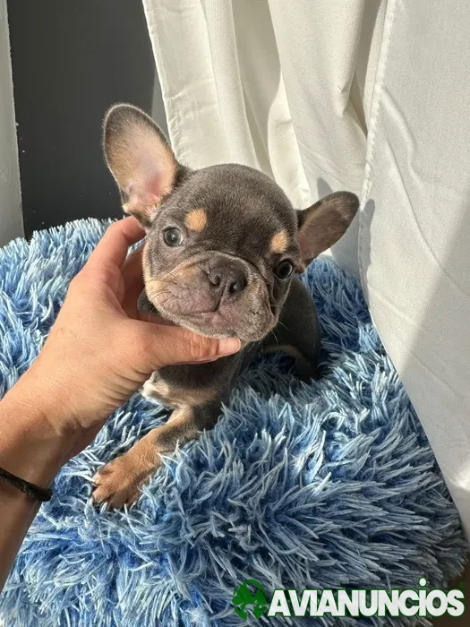 Bulldogue Francês Blue tan. Menina Olhos Azuis. Pais nas fotos