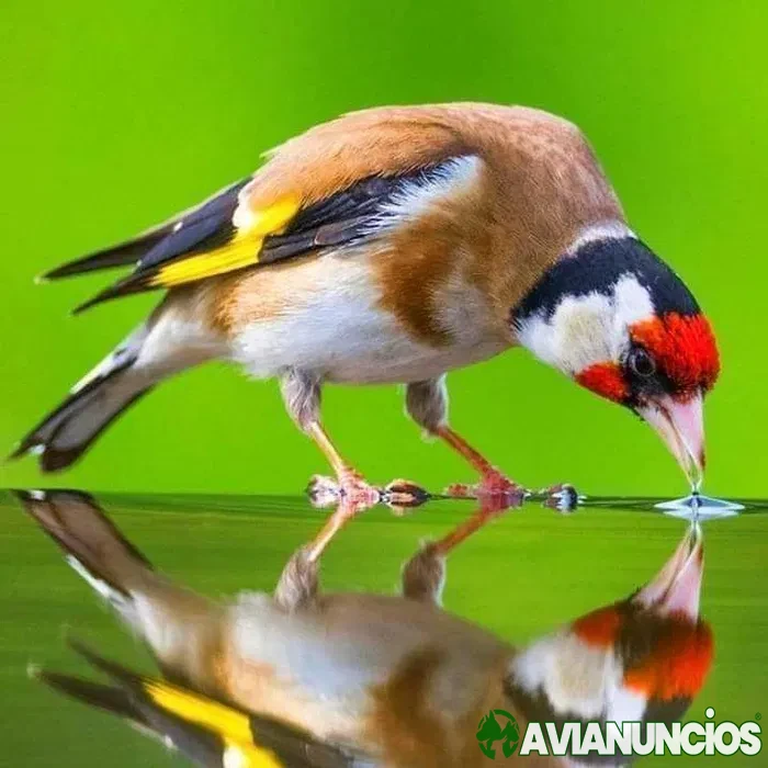 Vendo pintassilgos anilhados