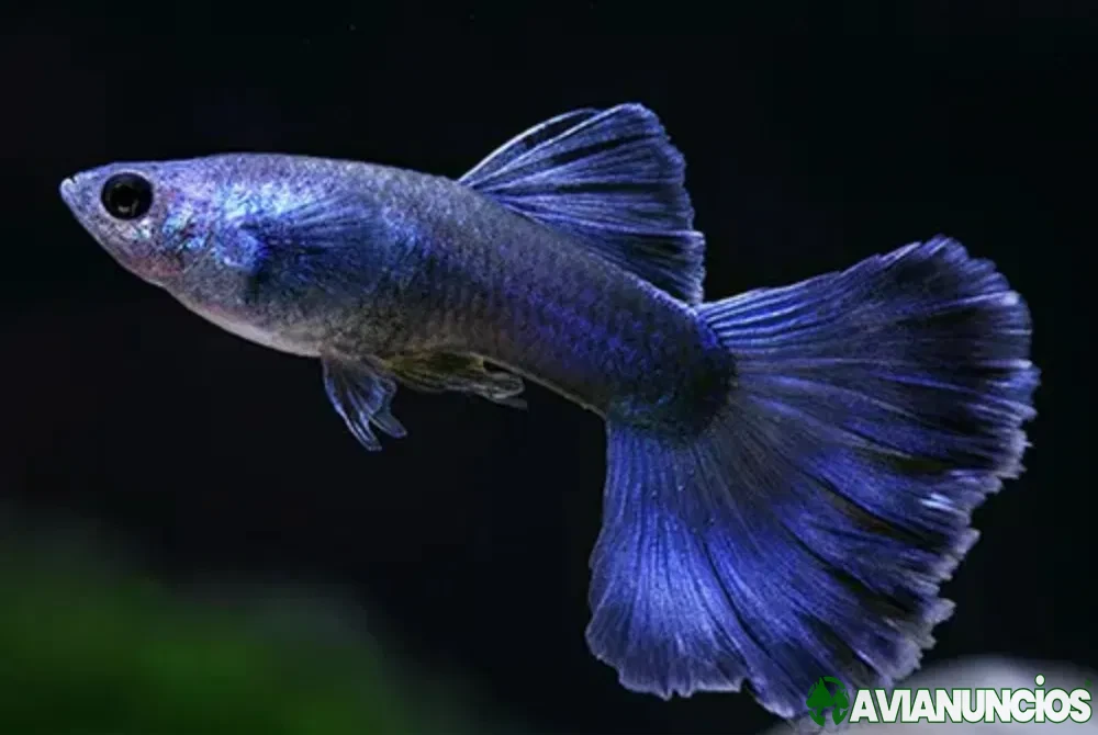 Guppies moscow blue
