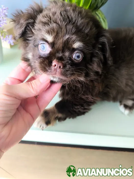 Chihuahua pêlo longo. Chocolate tan olhos verdes. Cabeça de maçã.