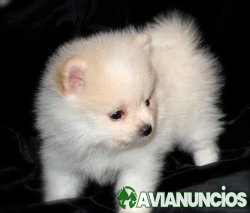 Spitz Anão / Lulu da Pomerânia
