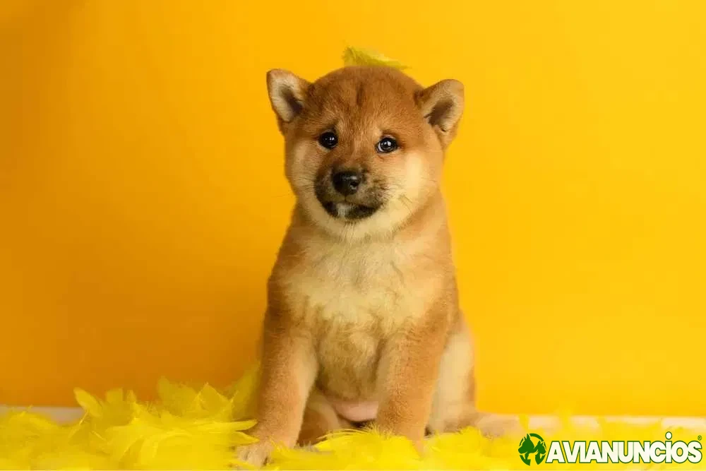 Shiba Inu disponible