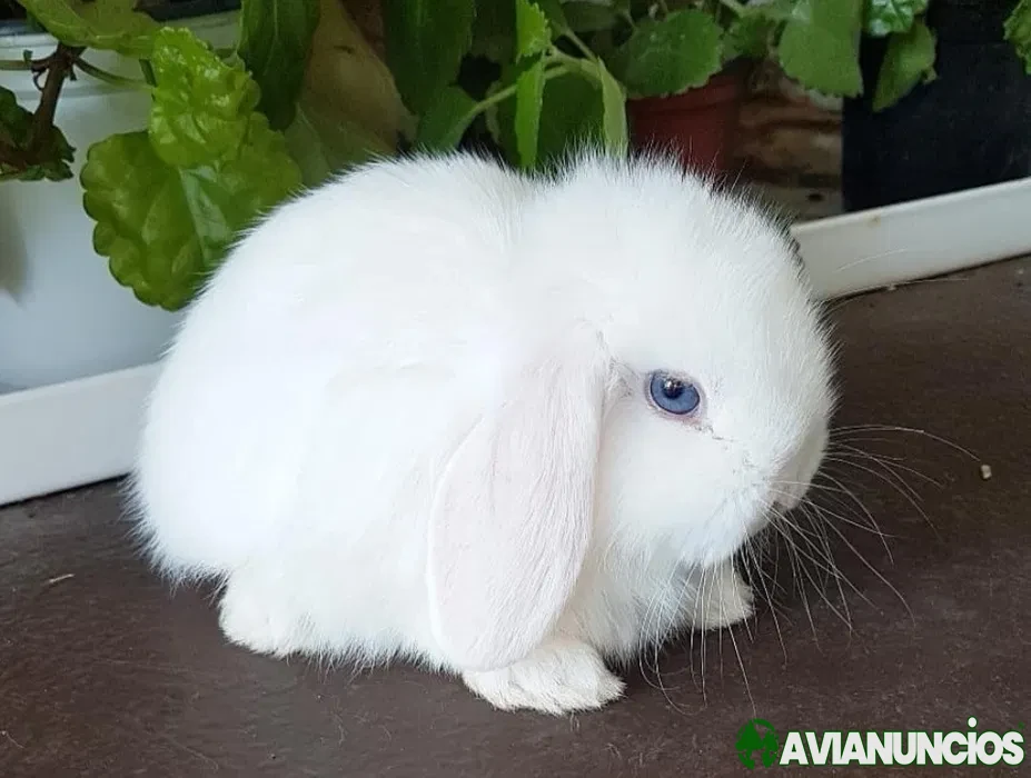 Coelhos anões orelhudos(mini loop) lindíssimos e muito dóceis