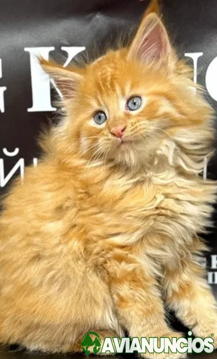 Maine Coon magnificos