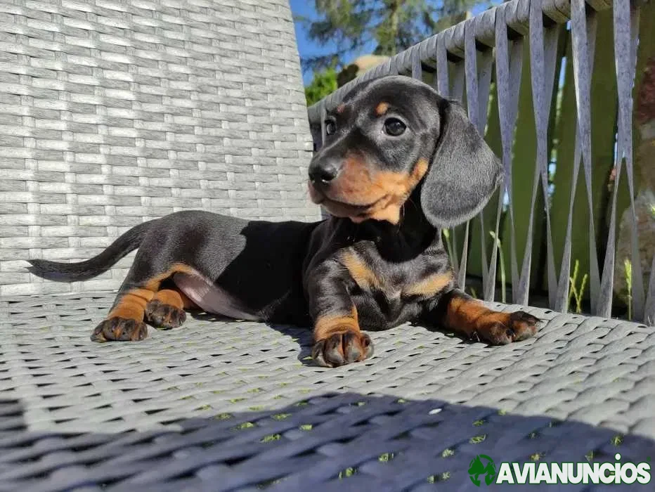 Teckel negro y fuego