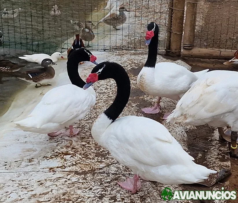 Casal de cisnes pescoço preto adultos reprodutores