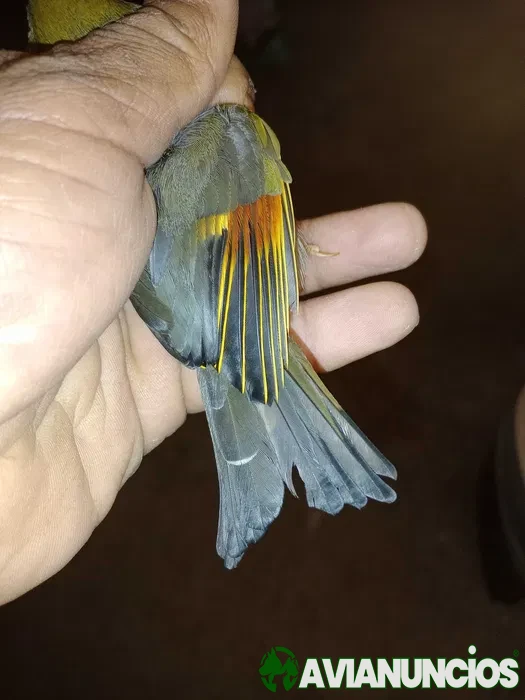 Vendo canário rouxi nol a cantar