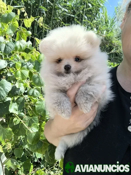 Spitz anão. Lulu da Pomerânia . Menina pronta para entrega. Ursinha