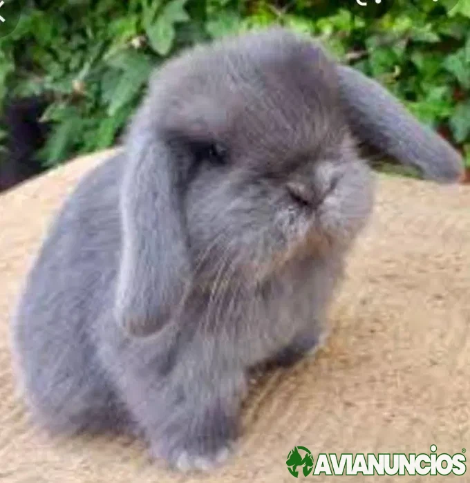 Coelhos anoes mini lop(Orelhudo)e mini holandeses no criador