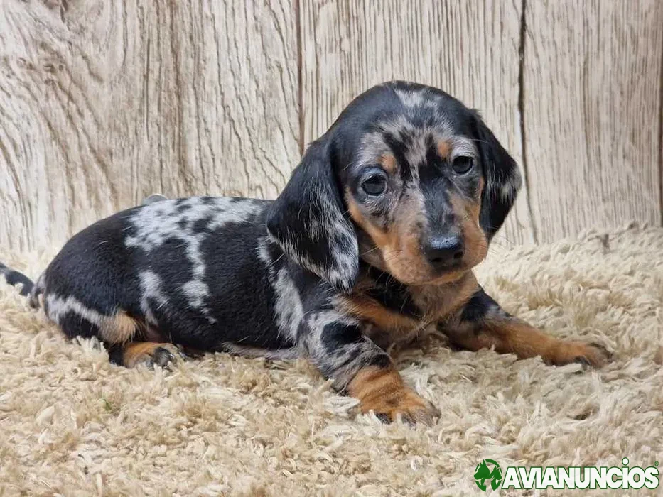 Perro salchicha merle negro