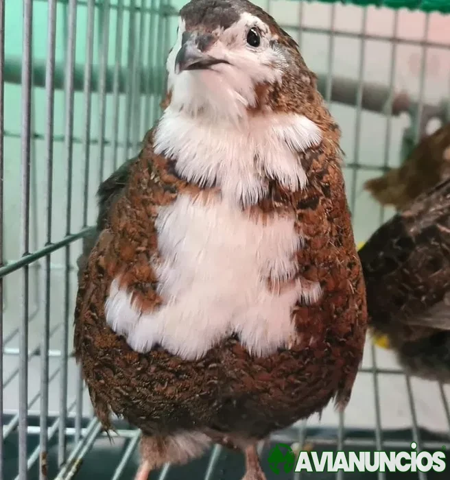 Coderniz gigante (ovos e pintainhos)