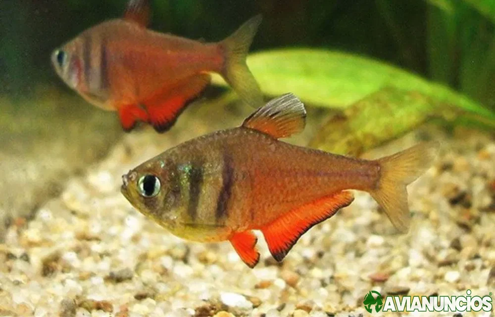 Tetra flammeus ideal aquario comunitario