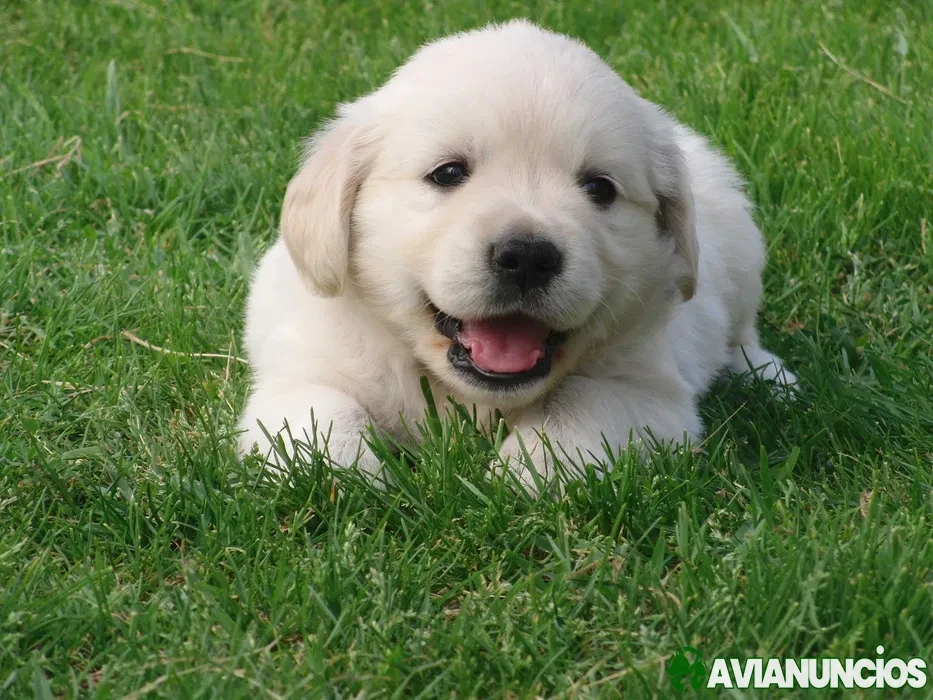 Golden Retriever com Lop e afixo
