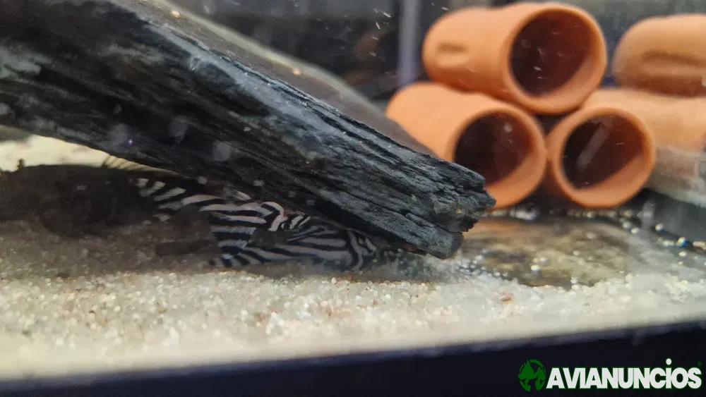 Hypancistrus Zebra L046