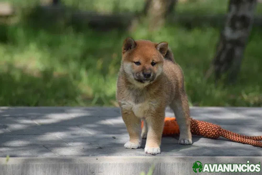 Shiba Inu disponível