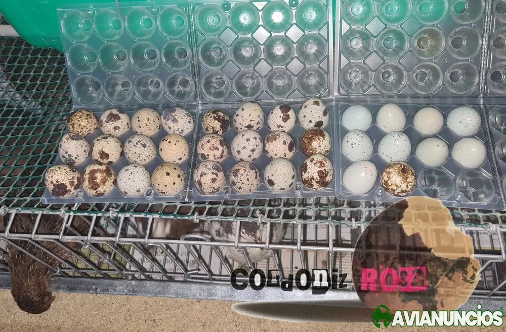 Ovos para incubação e consumo(codorniz gigante)