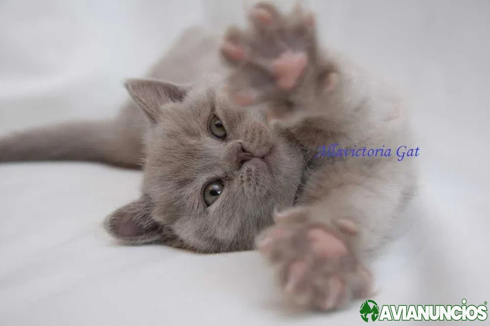 Gatinho de pais de elite. Disponível para reserva.