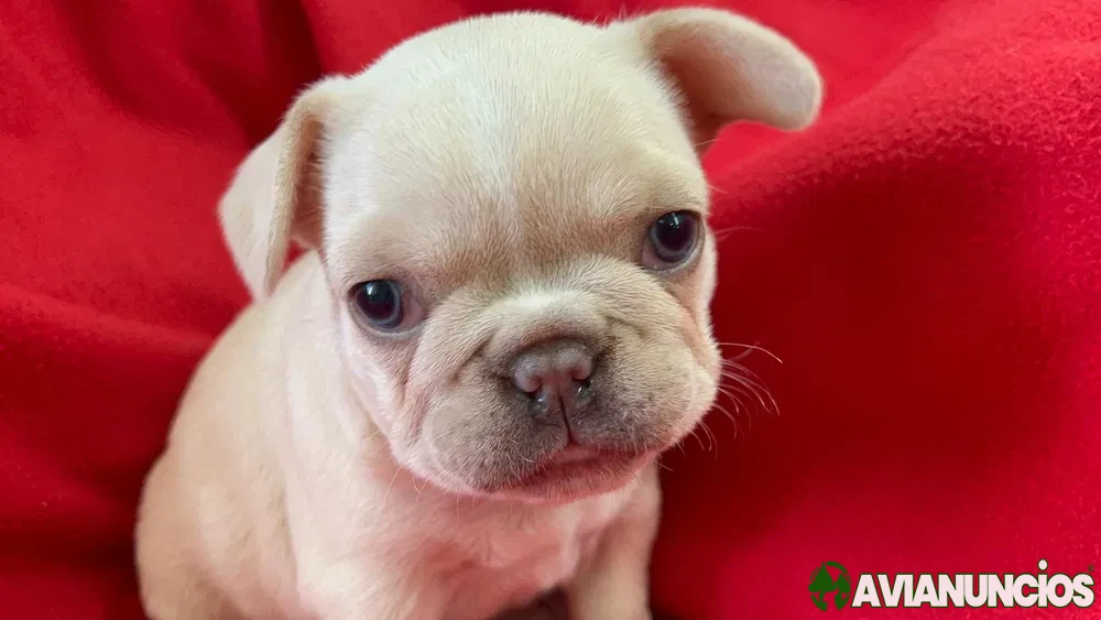 Bulldog Francês Espetácular Fêmea Olhos Azuis.Platinium. Perfeita!
