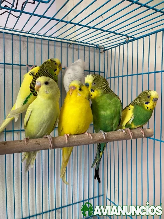 Piriquitos ( Loja Especializada )