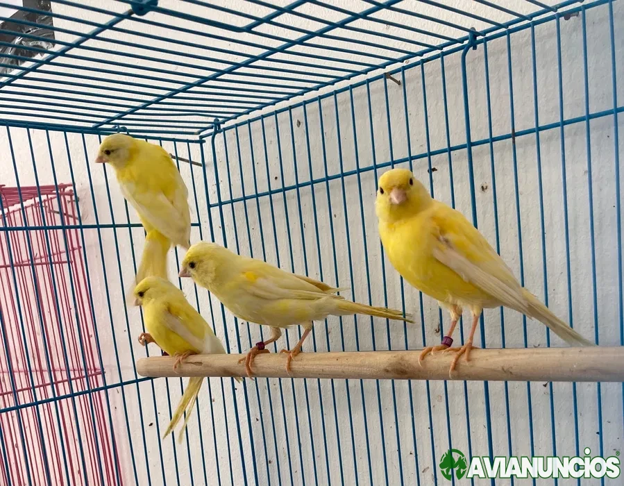 Canários Machos e Fêmeas ( Loja Especializada )