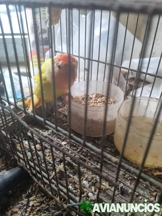 Agapornis roseicollis mansinho criado a mao e independente