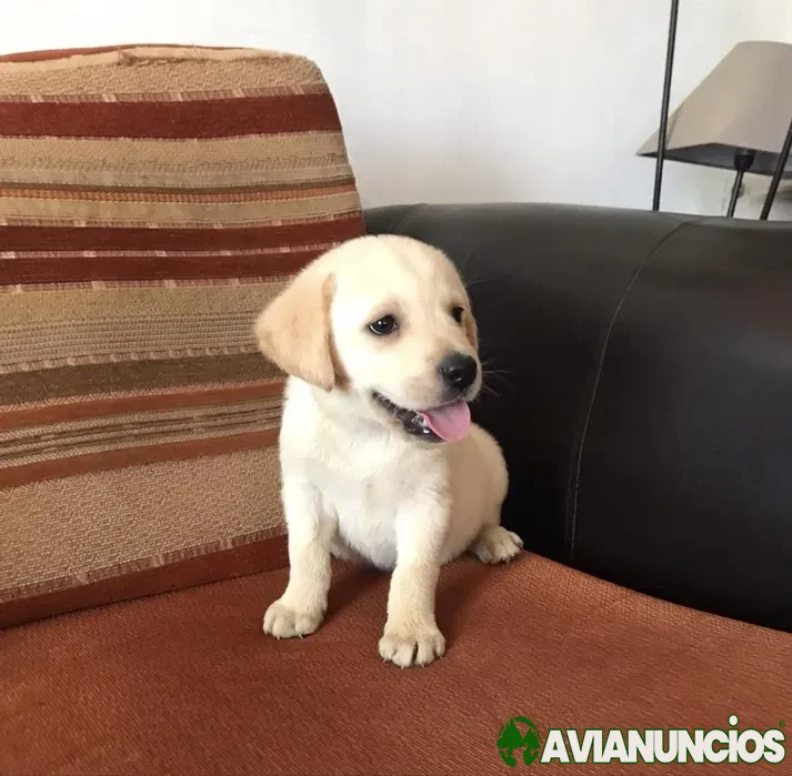 Labrador retriever