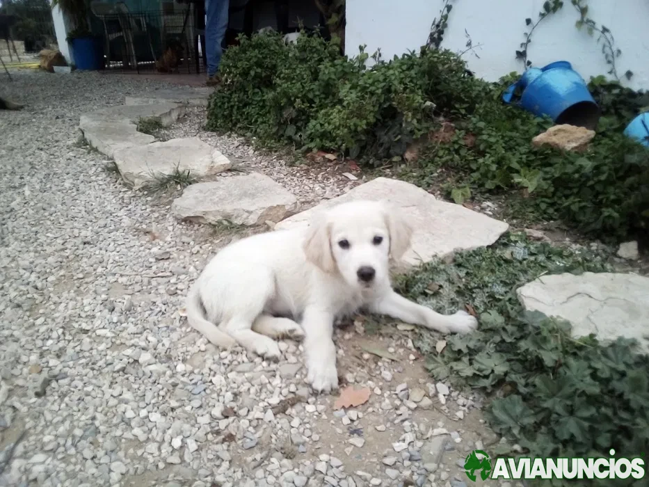 Golden retriever macho
