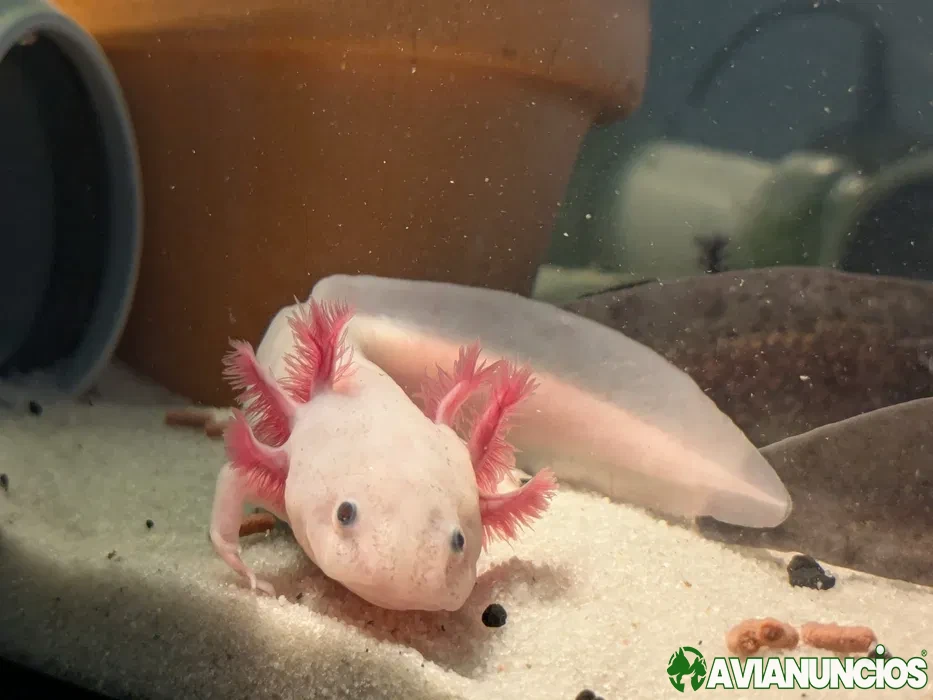 Axolote black com cerca de 10 cm