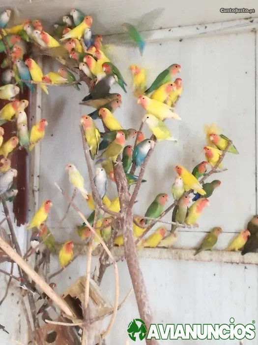 Vendo rossicollis machos e fêmeas