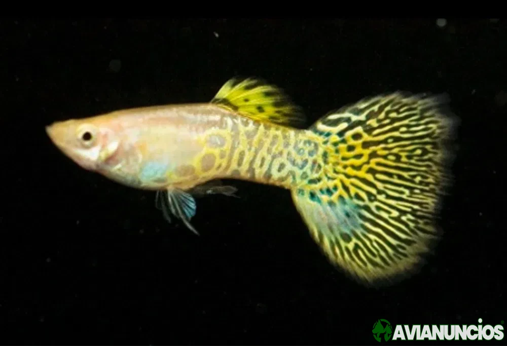 Guppies yellow cobra