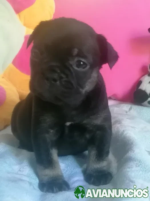 Buldog francês fêmea black tan