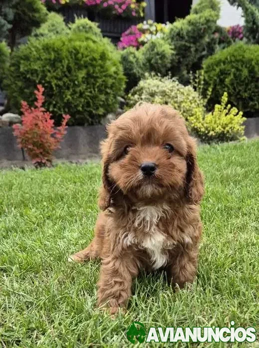 Cavapoo disponible