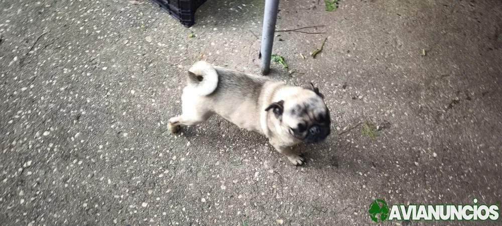 Pug carlin criado em ambiente familiar disponível para entrega imediat