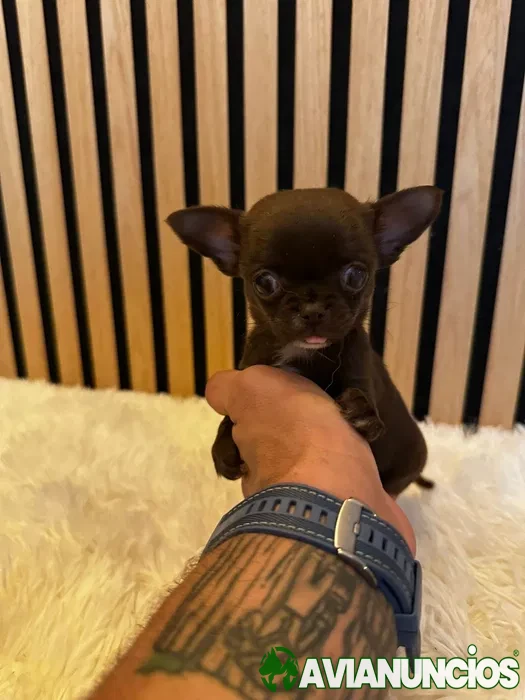 Chihuahua Super Mini. Menina Chocolate perfeita de focinho curto.