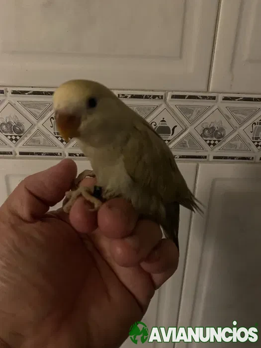 Agapornis domesticado - Especial Natal