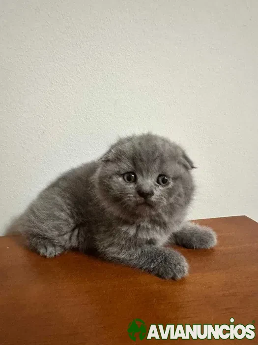 Scottish Fold Fêmea.