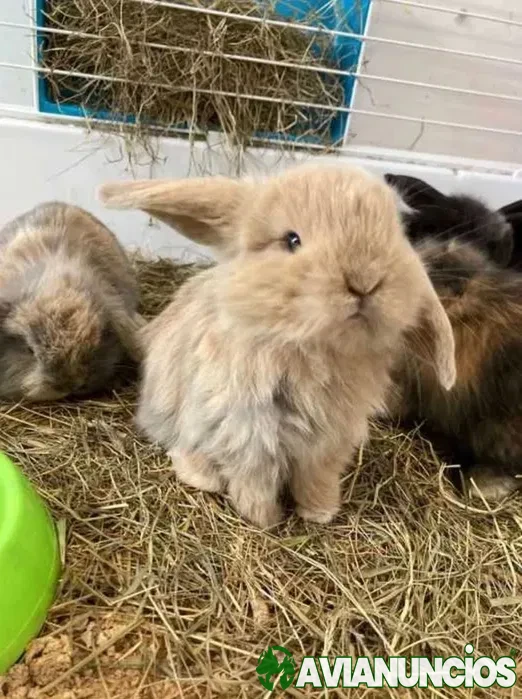 Coelhos Anões Mini Loop , Orelhudo , Belier