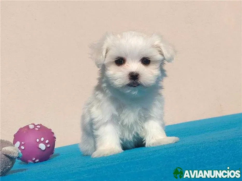 Bichón maltés disponible